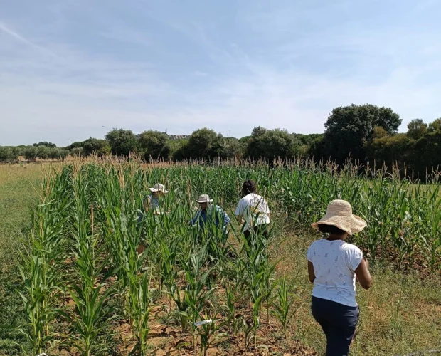 field_2