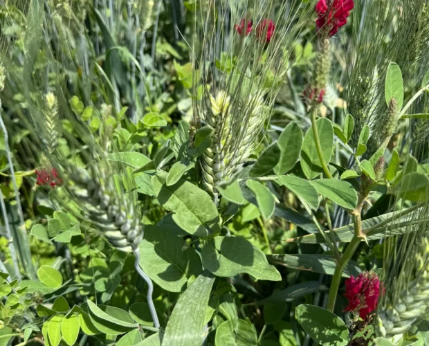sulla-wheat intercropping